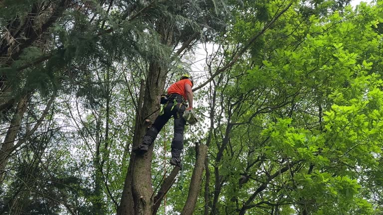 Reliable Southside, AR Tree Removal and Landscaping Services Solutions